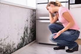 Best Mold Damage Restoration  in Governors Village, NC